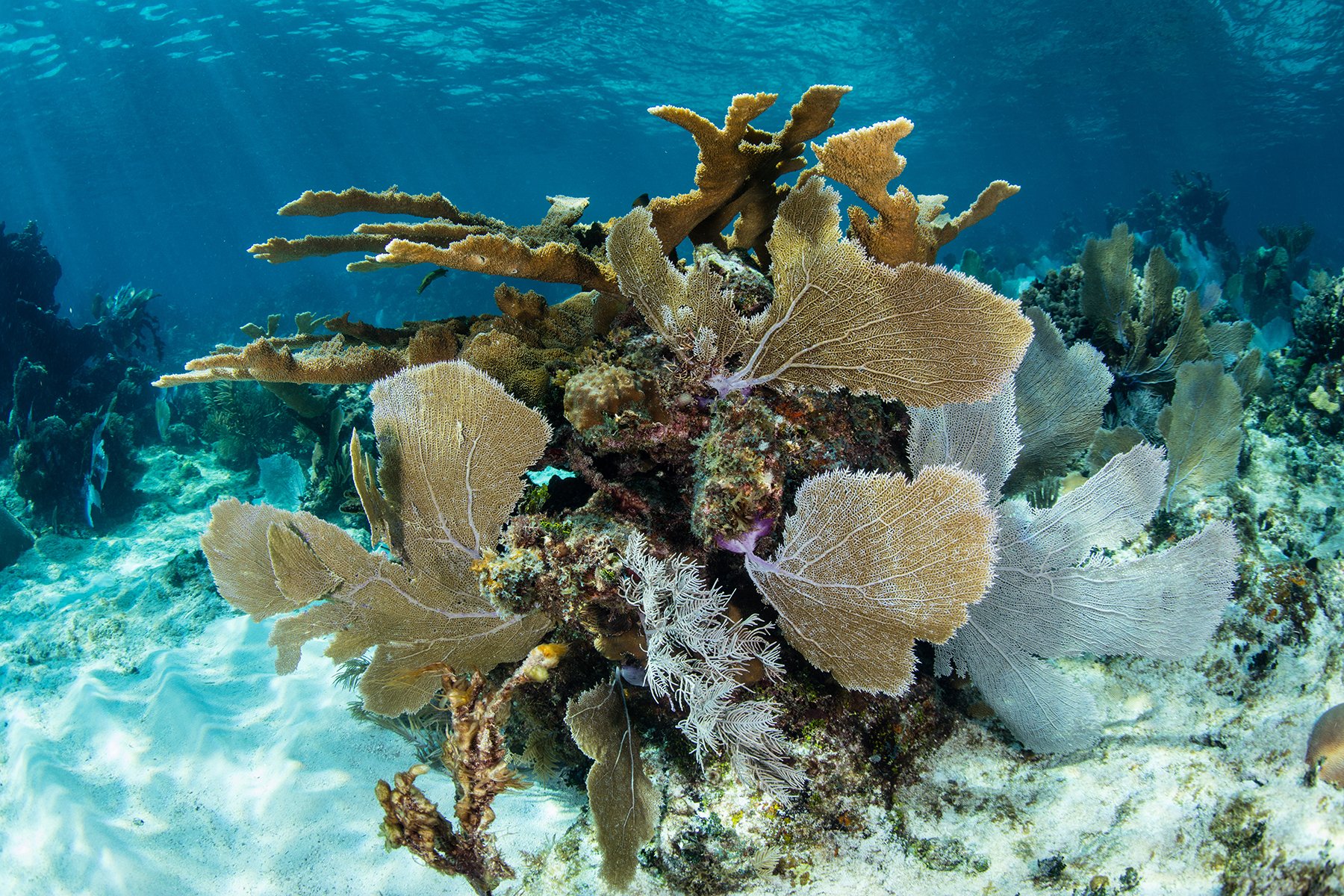 Coral Reef Recovery Challenges Amid Frequent Natural Disturbances