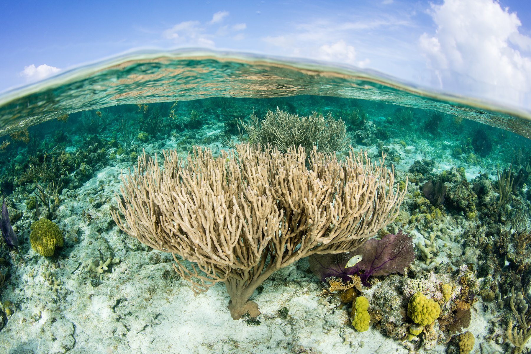 current coral reef threats