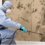 Mould Removal
