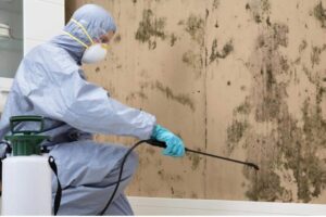 Mould Removal