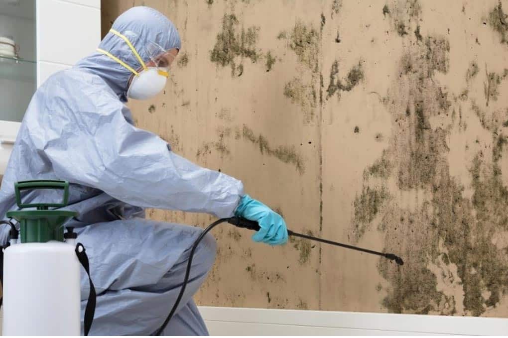 Mould Removal